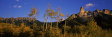 Aspen Trees in a Forest  Chimney Rock  Owl Creek Pass  Colorado