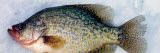 Caught Crappie Fish on Snow  New York