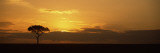Sunrise Over a Landscape  Masai Mara National Reserve  Kenya