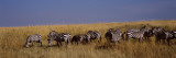 Zebra Migration  Masai Mara National Reserve  Kenya