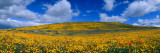 California Golden Poppies (Eschscholzia Californica) Blooming  Antelope Valley  California