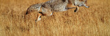 Coyote Leaping Through Autumn Color Grass  Yellowstone National Park  Wyoming