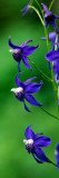 Poison Delphinium Flowers in Bloom