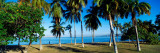 Palm Trees On The Beach  Puerto La Cruz  Anzoategui State  Venezuela