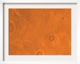 Tharsis Region of Mars