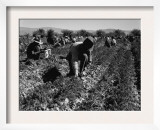 Carrot Pullers Harvesting in Coachella Valley  California  Feb 1937