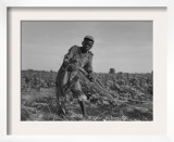 Thirteen-Year Old African American Sharecropper Boy Plowing in July 1937