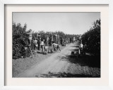 California Citrus Heritage Recording Project  Workers Harvesting Oranges  Riverside County  1930