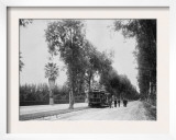 California Citrus Heritage Recording Project  Magnolia Avenue  Riverside County  1920-1930