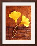 Yellow Ginkgo Leaves
