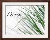 Dream: Reeds