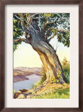 Tree Near River