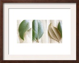 Leaves and Muslin Triptych