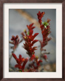 Crimson Buds