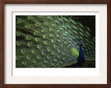 Peacock with Feathers
