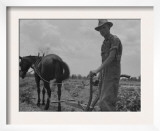 Son of Sharecropper Family at Work Cultivating a Cotton Field  Chesnee  South Carolina  June 1937