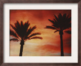 Palm Trees with Sun