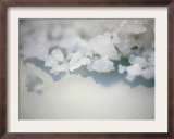 Salt Crystals