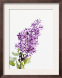 Lilac Beauty