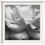 Rose Petals II