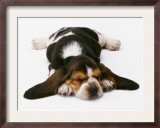 Basset Puppy