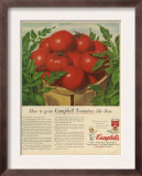 Campbell's  Magazine Advertisement  USA  1950