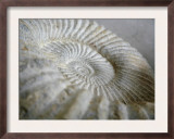 Fossil Shells II
