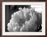Delicate Blossoms IV