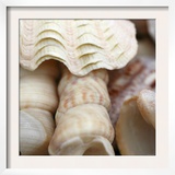 Shells I
