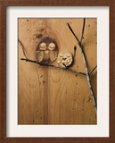 Wood Owl Knots