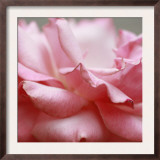Rose Petals III