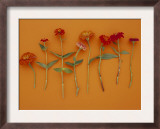 Zinnia Row on Orange