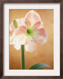 White and Pink Amaryllis