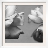 Rose Petals I