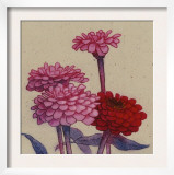 Zinnia Flower