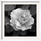 Sweet Rose II