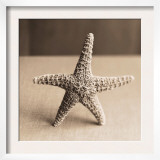 Sea Shells I