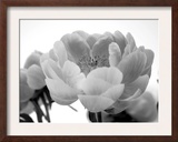 Delicate Blossom I