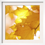 Autumn Leaves in Soft Sunshine III