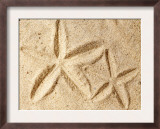 Starfish Imprints