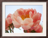 Delicate Blossom I