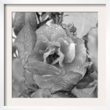 Rosey Dew Drops