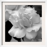 Candy Rose