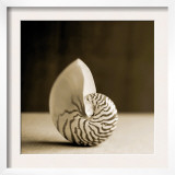 Sea Shells III