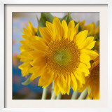 Sunny Sunflower I