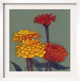 Zinnia Flower