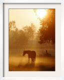 Horse Stands in a Meadow in Early Morning Fog in Langenhagen  Northern Germany