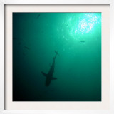 Shark Silhouetted in the Sun