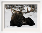 Bull Moose with Christmas Lights Tangled in its Antlers Rests in a Field in Anchorage  Alaska