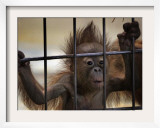 Young Orangutan Hold on to the Bars of a Cage at the Duisburg Zoo